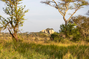 Tanzania - Serengeti National Park - Kopje in the savannah