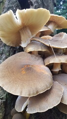 mushrooms in the forest