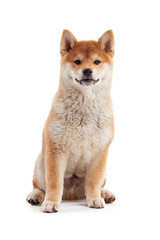 Cute shiba inu sitting