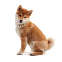 Cute shiba inu sitting