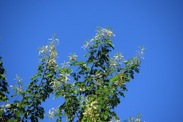 Árvore e céu azul
