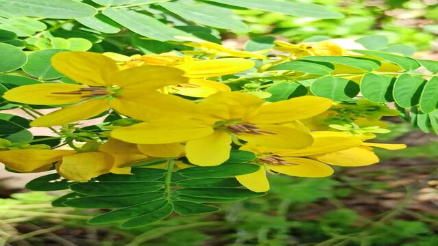 senna surattensis flower