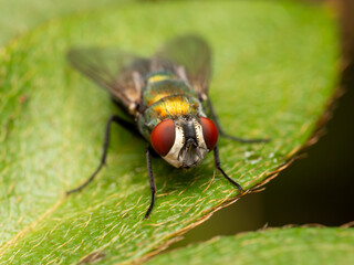 fly on leaf