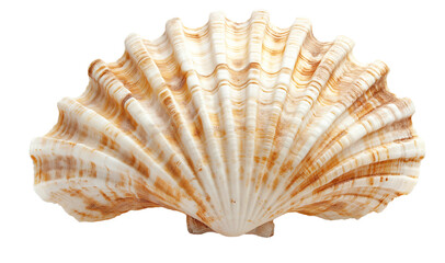 Obraz premium Close-up of a large seashell isolated. A detailed close-up of a large, brown and white seashell, highlighting its texture and natural beauty. 