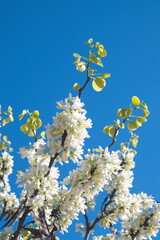 Cercis siliquastrum L. var. alba  Cercis canadensis - ornamental tree with white flowers