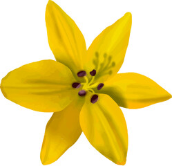 yellow lily flower