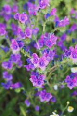 Echium vulgare, known as viper's bugloss and blueweed, is a species of flowering plant in the borage family Boraginaceae