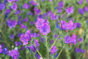 Fototapeta premium Echium vulgare, known as viper's bugloss and blueweed, is a species of flowering plant in the borage family Boraginaceae