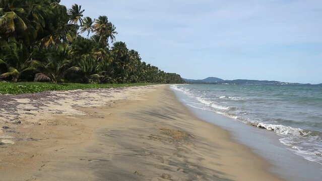 empty idyllic caribbean beach in puerto rico (humacao nature preserve punta santiago) waves crashing on sandy coast (surf, sand, palm trees) tropical travel destination tourism getaway paradise none