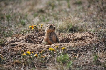 Prairie Dogs 