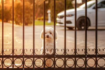 Little cute lapdog behind the fence. Guard dog or modern home security systems concept.