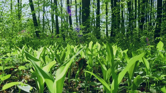 Convallaria Majalis. Blades Lily Of The Valley And Young Green Leaves On A Spring Day. Leaves And Shoots Of Lilies Of The Valley In Spring.