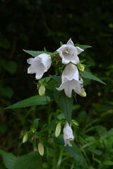 Spotted bellflower (Campanula punctata) flowers. Campanulaceae perennial plants. In early summer, bell-shaped flowers with dark purple spots on the inside of the petals bloom downward.