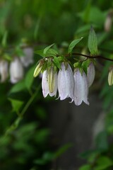 Spotted bellflower (Campanula punctata) flowers. Campanulaceae perennial plants. In early summer, bell-shaped flowers with dark purple spots on the inside of the petals bloom downward.