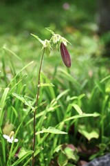 Spotted bellflower (Campanula punctata) flowers. Campanulaceae perennial plants. In early summer, bell-shaped flowers with dark purple spots on the inside of the petals bloom downward.
