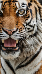 portrait of a tiger