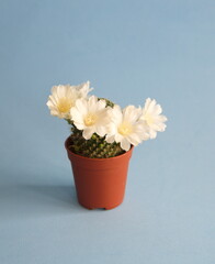 Rebutia cv. Peaches and cream, Rebutia cv. Merry in bloom, with white flowers, on light grey blue background