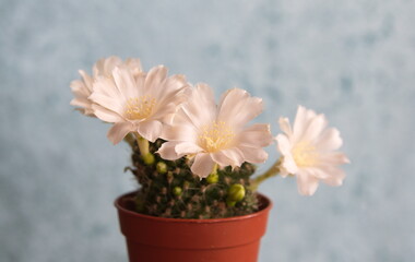 Rebutia cv. Peaches and cream, Rebutia cv. Merry in bloom, with white flowers, on light grey blue background
