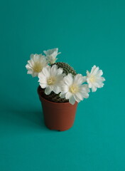 Rebutia cv. Peaches and cream, Rebutia cv. Merry in bloom, with white flowers, on turquiose background