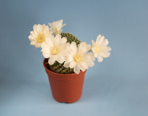 Rebutia cv. Peaches and cream, Rebutia cv. Merry in bloom, with white flowers, on light grey blue background