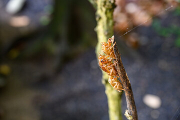 連なるセミの抜け殻
