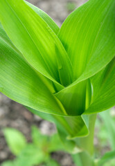 Obraz premium トウモロコシの若葉