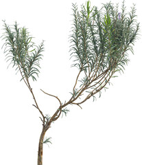 Side view of Lavander plant