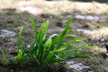 庭の片隅で育つノキシノブ