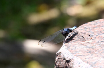 庭の片隅で石に止まるトンボ