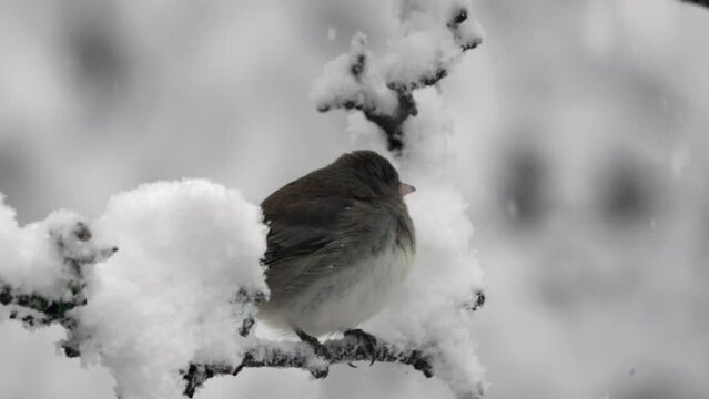Dark-Eyed Junco close-up perched on snow covered tree branch in snowstorm. 