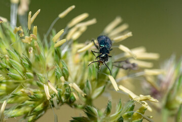 insetti in natura
