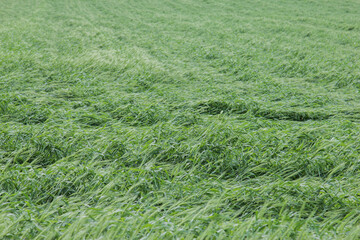 flat spring wheat after a storm