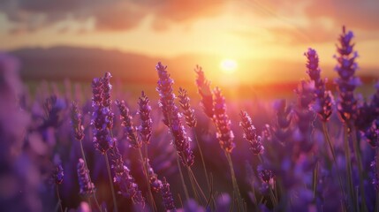Naklejka premium A serene lavender field bathed in the warm glow of a setting sun, with vibrant purple hues and soft sunlight