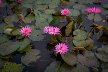 Leaf background with flowers, lotus leaves, water lilies