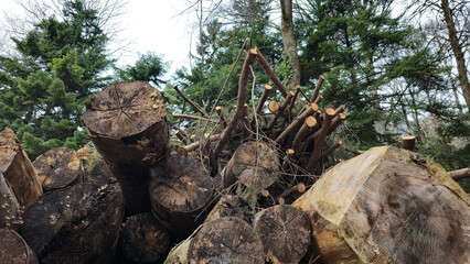 Stack of raw chopped forest wood for the oven