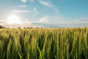 Naklejka premium Heads of winter wheat with a white sun and blue sky. 