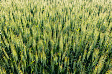 Heads of winter wheat that are still green. 
