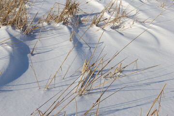 dried cattails buried in snow
