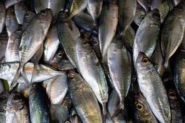 Fresh Fish Market Asia Cebu Philippines