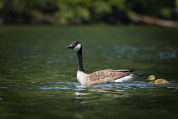 Canada Goose. Branta canadensis, 