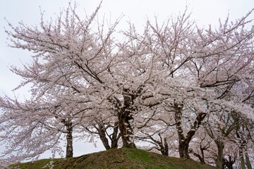 五稜郭の桜