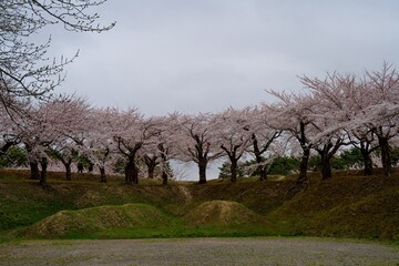 五稜郭の桜