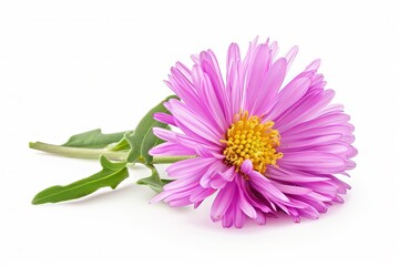 Pink Aster Isolated on White Background. Beautiful Aster Flower