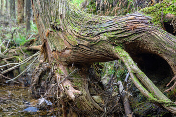 木の根のトンネル