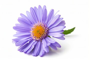 Purple Aster Isolated on White Background. Beautiful Aster Flower
