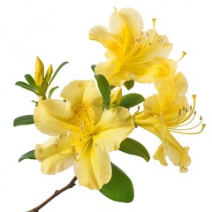 Obraz premium Yellow Azalea Isolated on White Background. Beautiful Azalea Flower