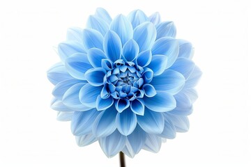 Blue Dahlia Isolated on White Background. Beautiful Dahlia Flower
