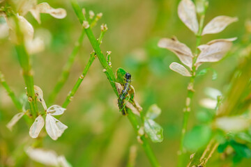 Caterpillars chew on the leaves and branches of boxwood. caterpillars on gnawed boxwood branches.Garden pests. Boxwood pests.Treating the garden against moth caterpillars.