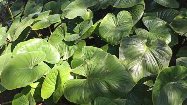 beautiful background leaves: homalomena leaves