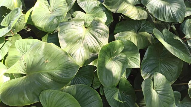 beautiful background leaves: homalomena leaves